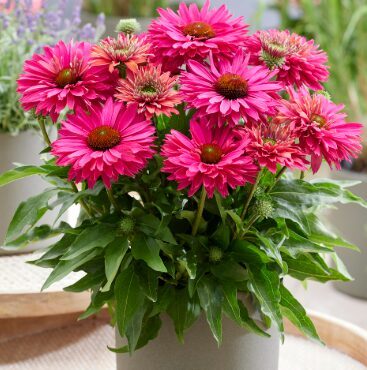 Ehinācija “Sweet Fuschia”  (pieejams no jūnija)